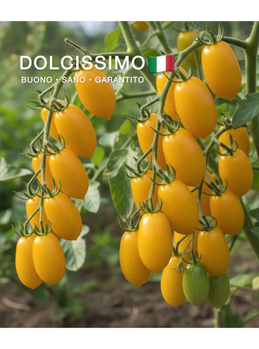 Pomodoro Datterino Giallo 500 Grammi