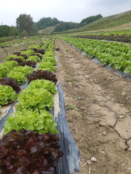 Insalata Filippina 1 Testa