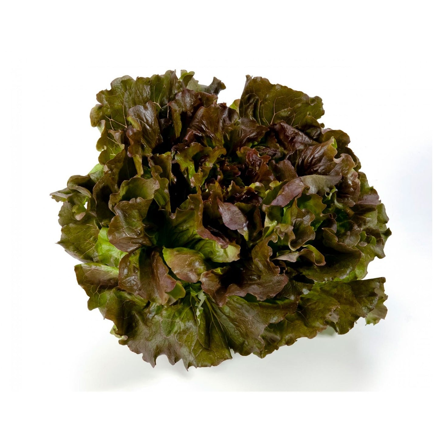 Filipino Salad 1 Head