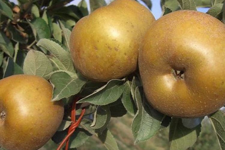 Mele Renette Locali 1 Kg