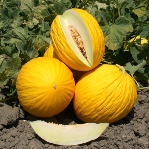 Melone Giallo 1 Frutto