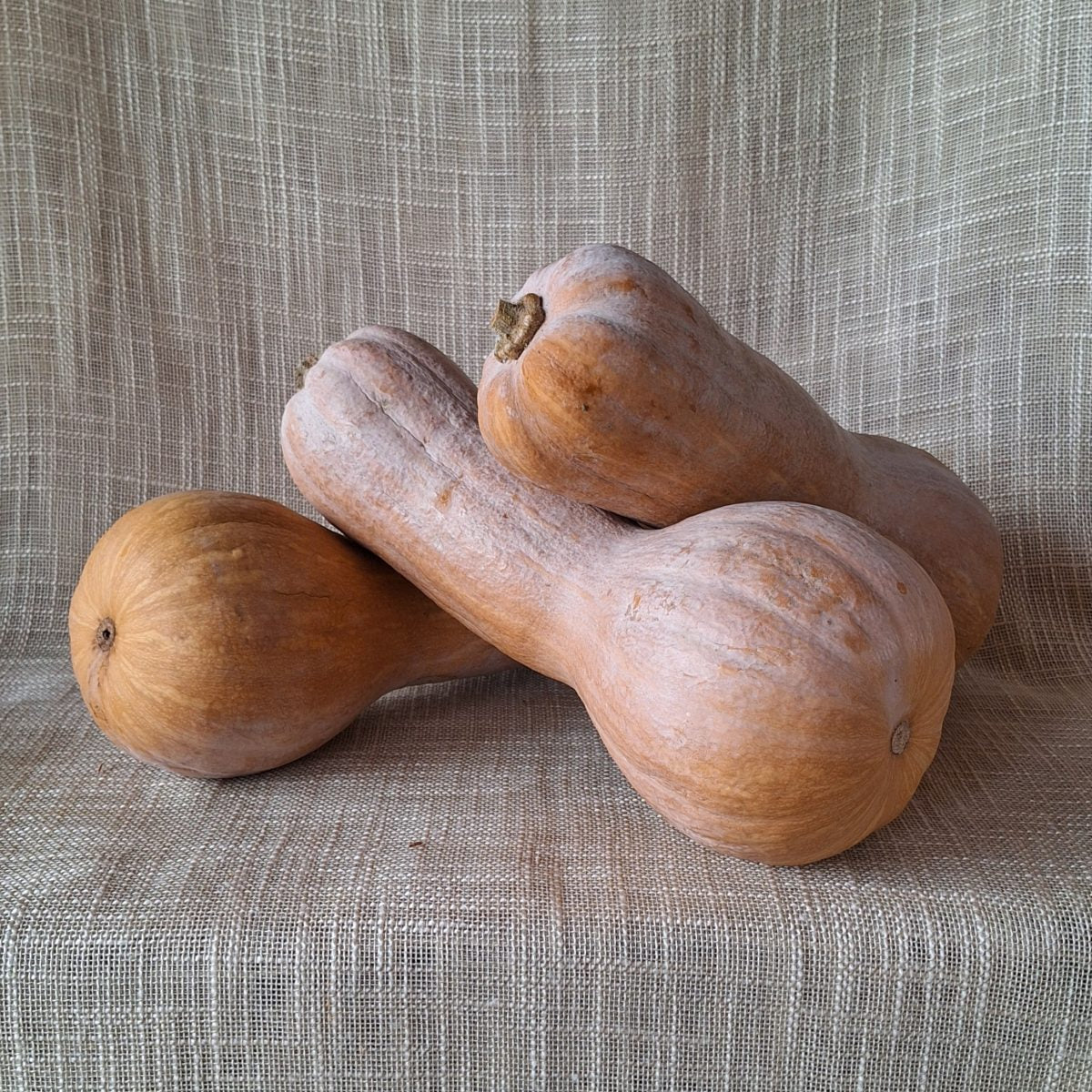 Zucca Violina 1 Pezzo