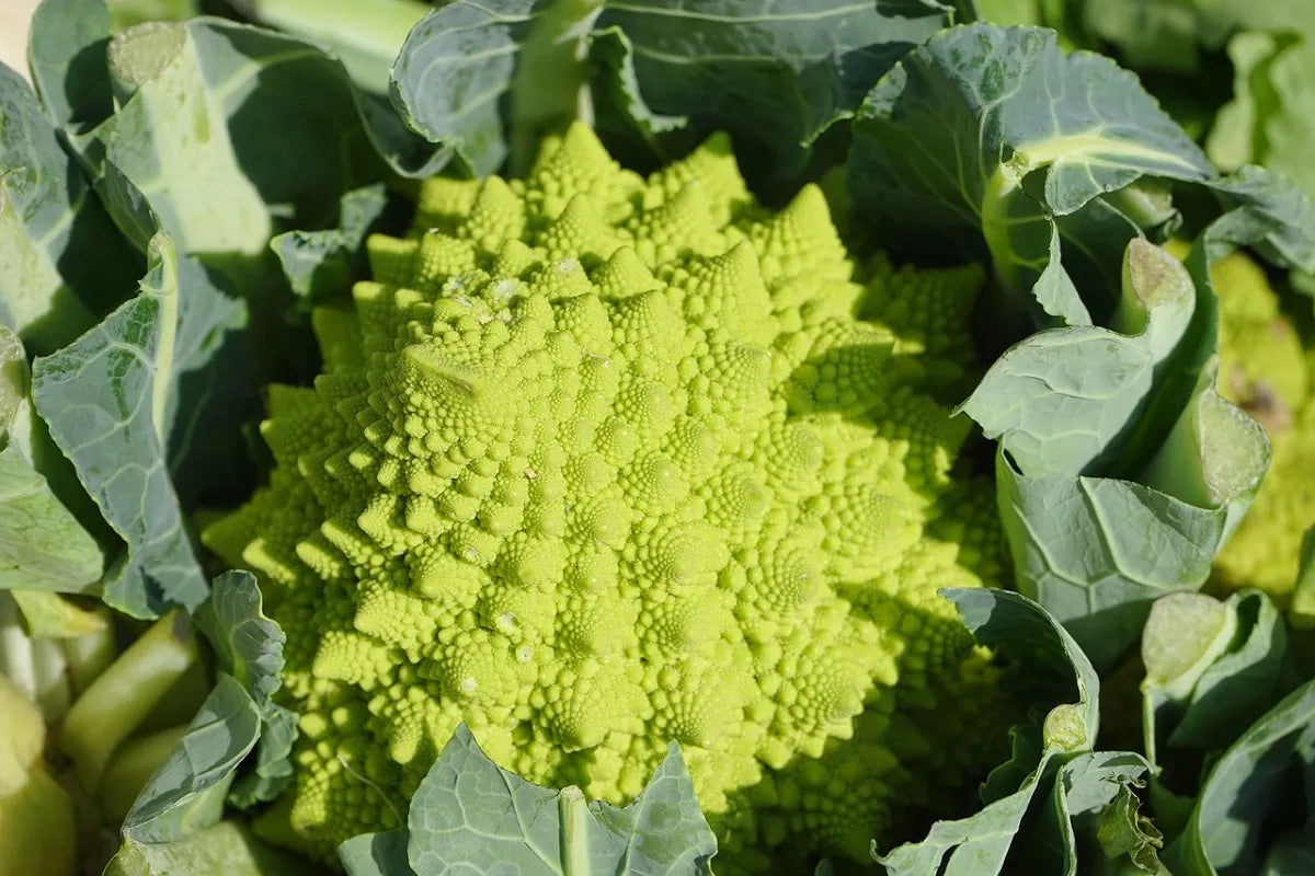 Cavolfiore Romanesco 1 Pezzo