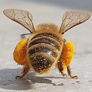 Polline di Castagno Bio 60 Grammi