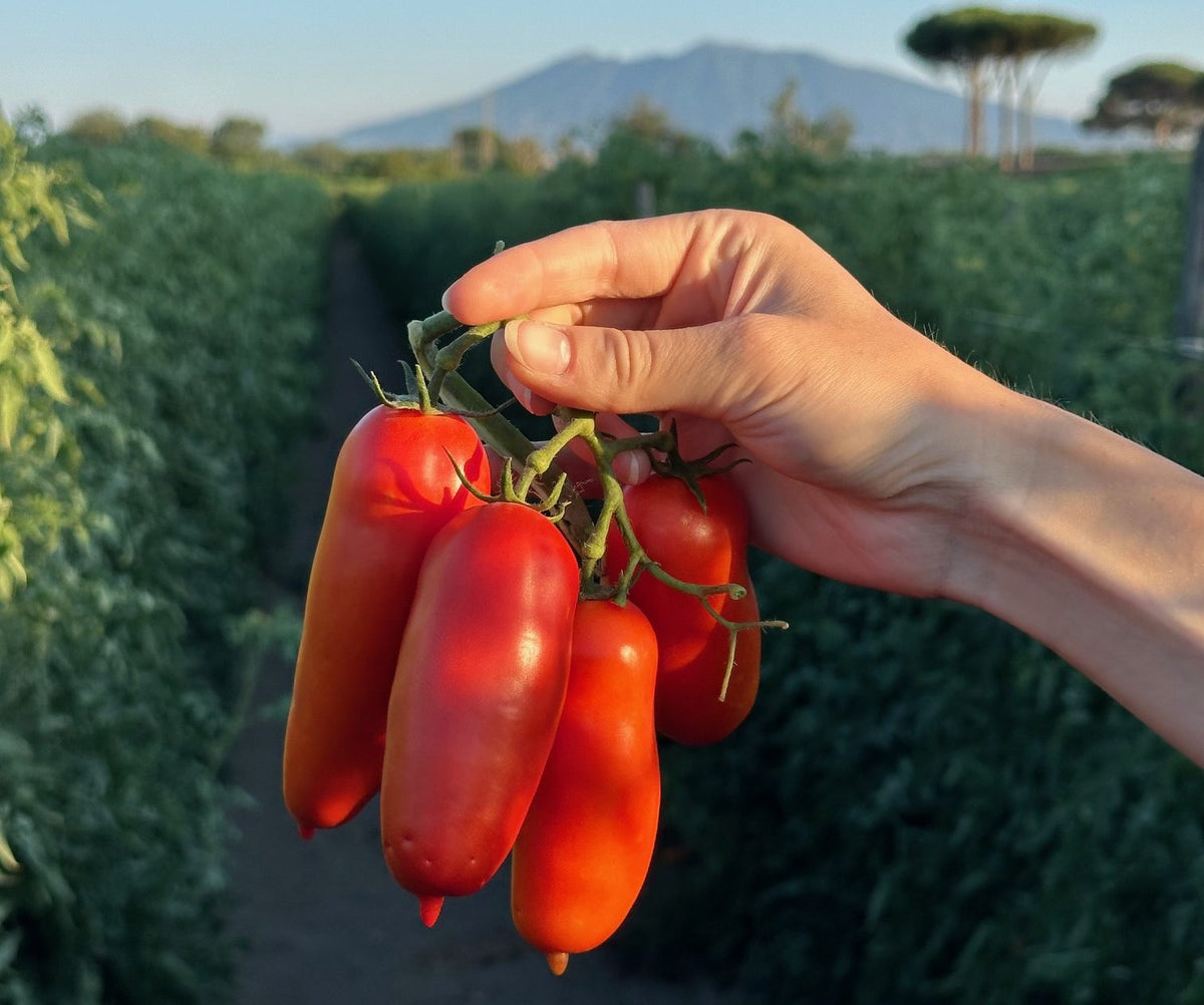 Pomodoro San Marzano 500 Grammi