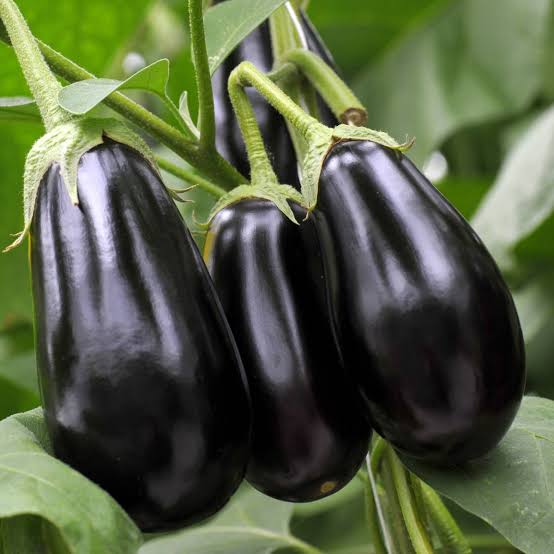 Melanzana Nera 1 Pezzo