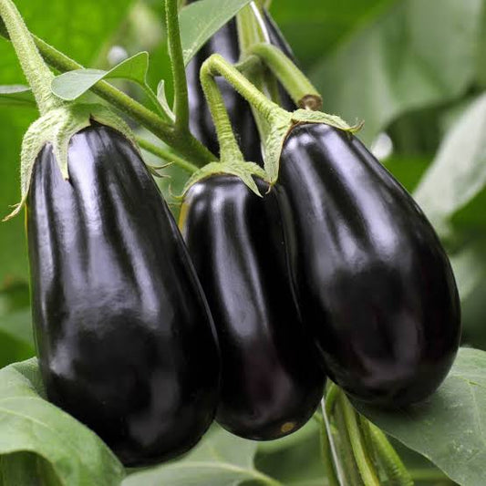 Melanzana Nera 1 Pezzo
