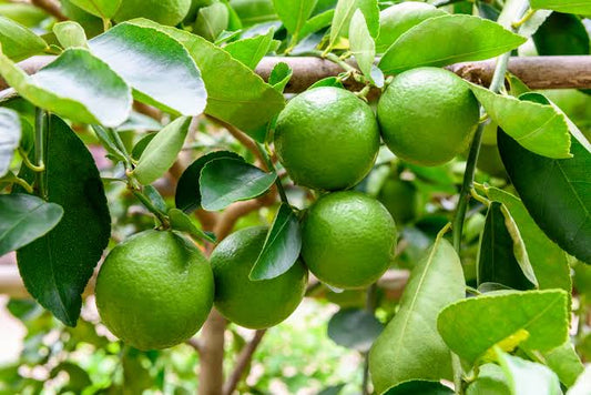Lime Extra 500 Grammi