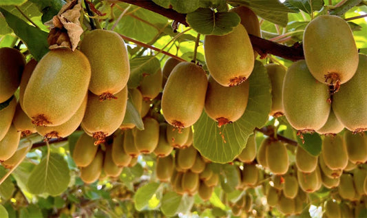 Kiwi Verdi 500 Grammi