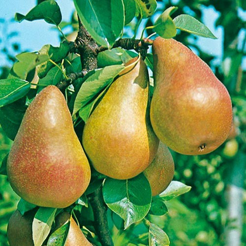Pere Abate 500 Grammi