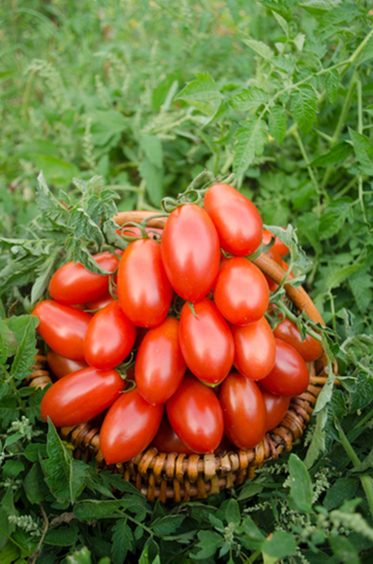 Pomodori Piccadilly 500 Grammi