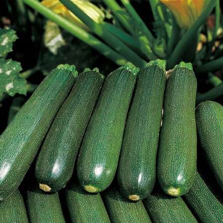 Zucchine Scure 500 Grammi