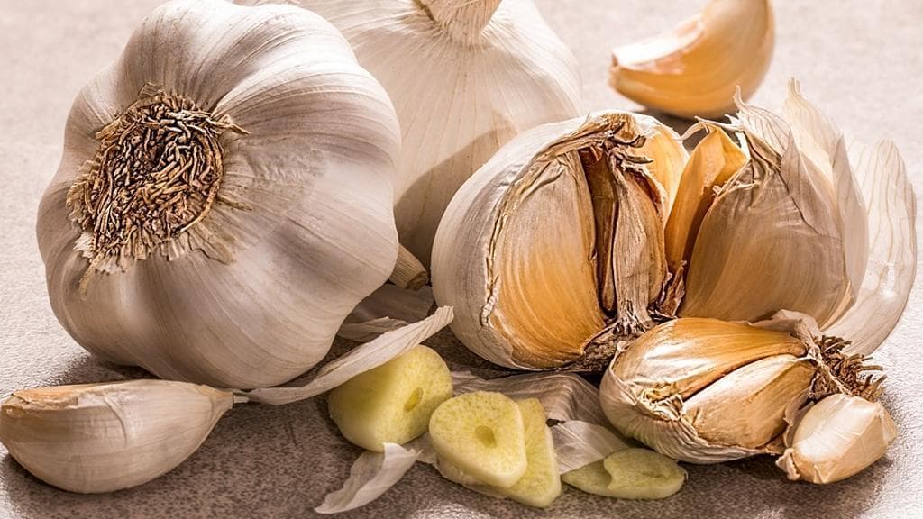 Aglio Italia 1 Testa