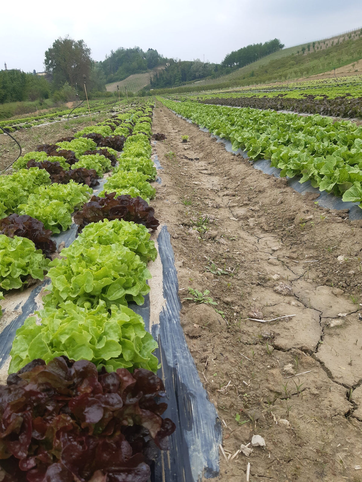 Insalata Filippina 1 Testa