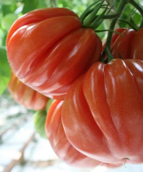 Pomodori Cuore di Bue 500 Grammi