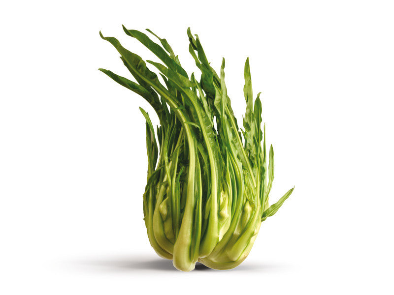 Catalogna Cimata 1 Pezzo