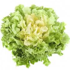 Smooth Escarole 1 Head