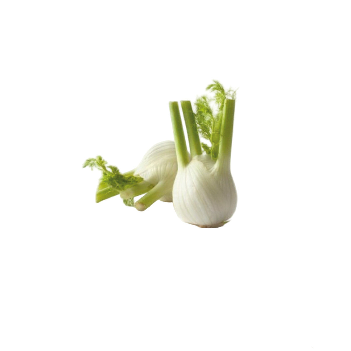 Extra Fennel 500 Grams