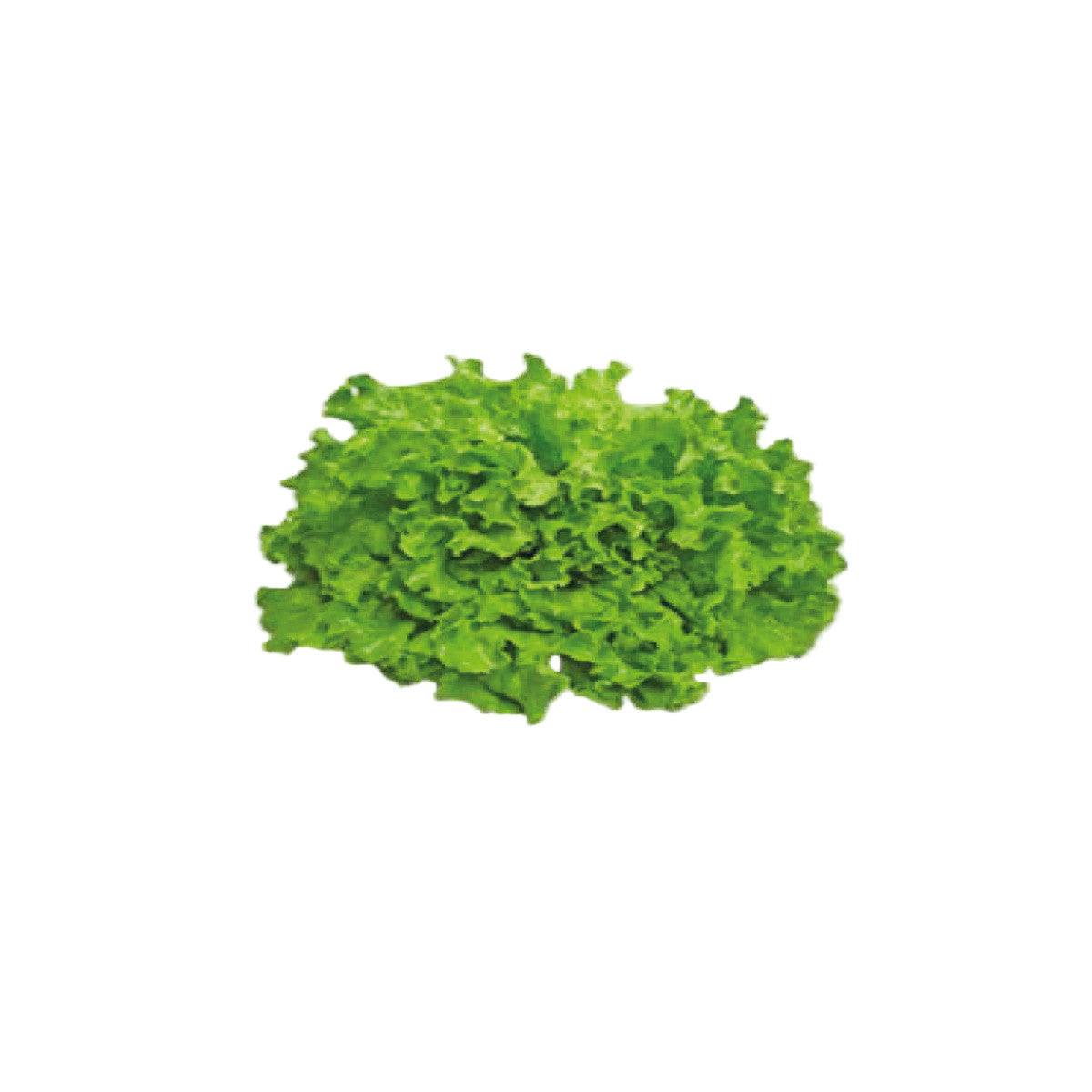 Insalata Gentilina 1 Testa