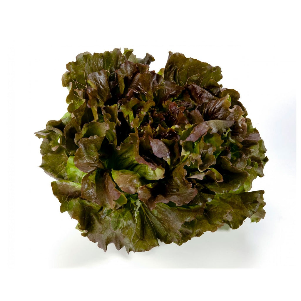 Insalata Filippina 1 Testa