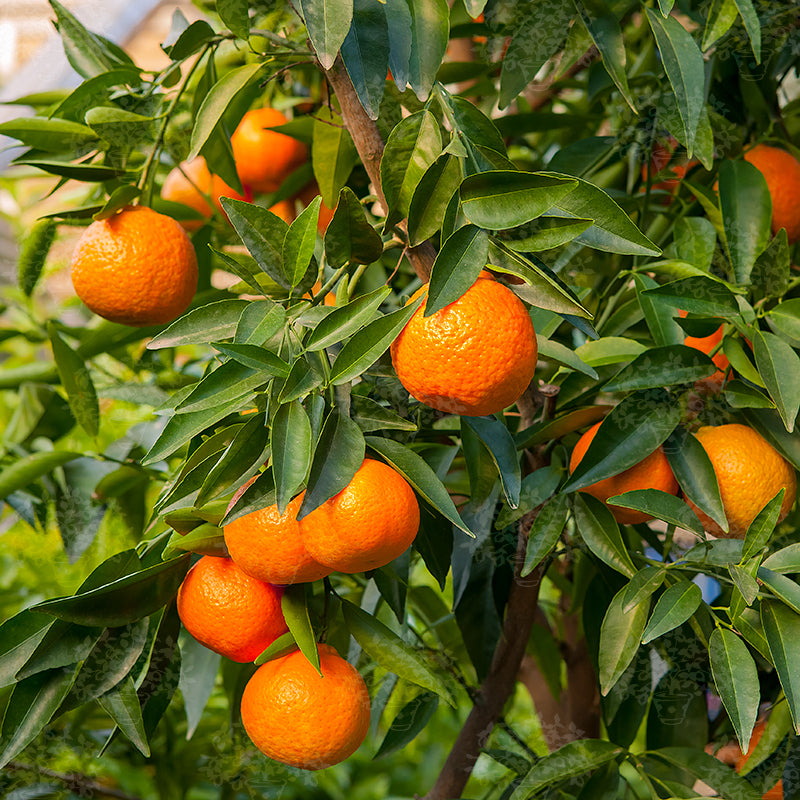 Clementine Extra 500 Grammi