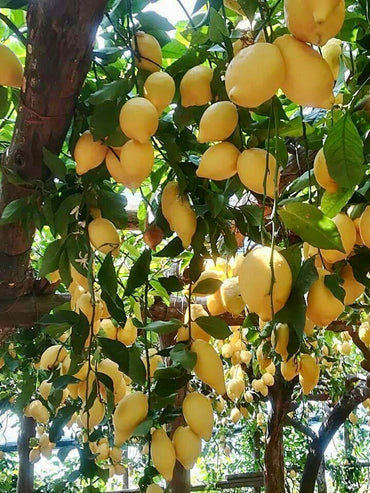 Limone Foglia Naturale 500 Grammi