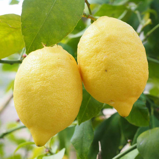 Limone Succo 500 Grammi