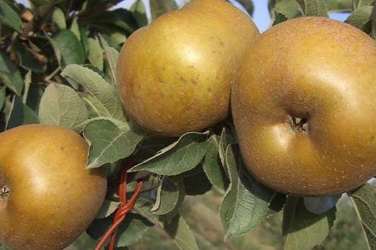 Mele Renette Locali 1 Kg