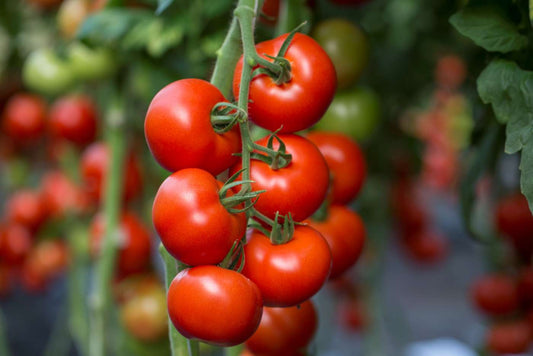 Pomodoro Grappolo 500 Grammi