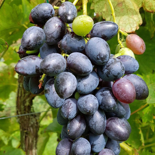 Uva Nera 500 Grammi