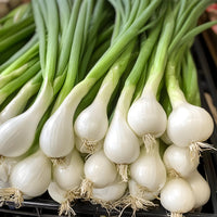 Cipollotto Bianco Fresco 500 Grammi