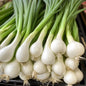 Cipollotto Bianco Fresco 500 Grammi