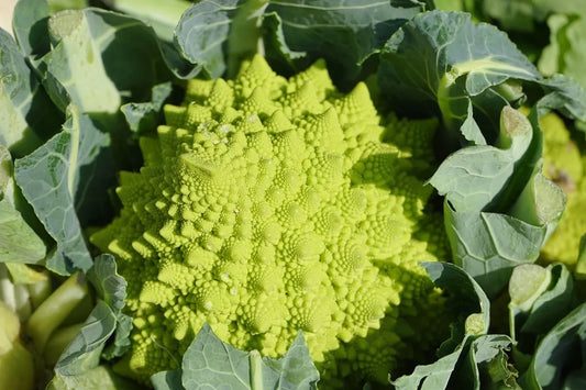 Cavolfiore Romanesco 1 Pezzo