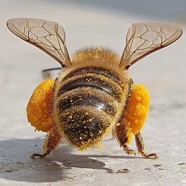 Polline di Castagno Bio 60 Grammi