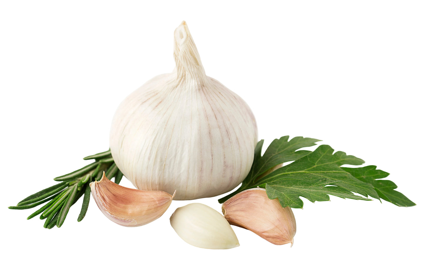 Aglio Italia 1 Testa