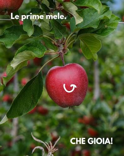 Mele Stark Delicious Melinda 500 Grammi
