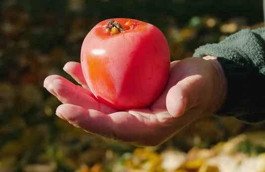 Caco Loto vaschetta da 3 frutti