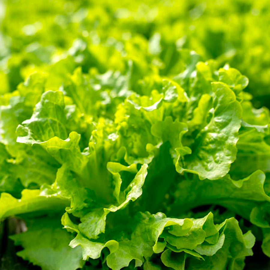 Insalata Gentilina 1 Testa