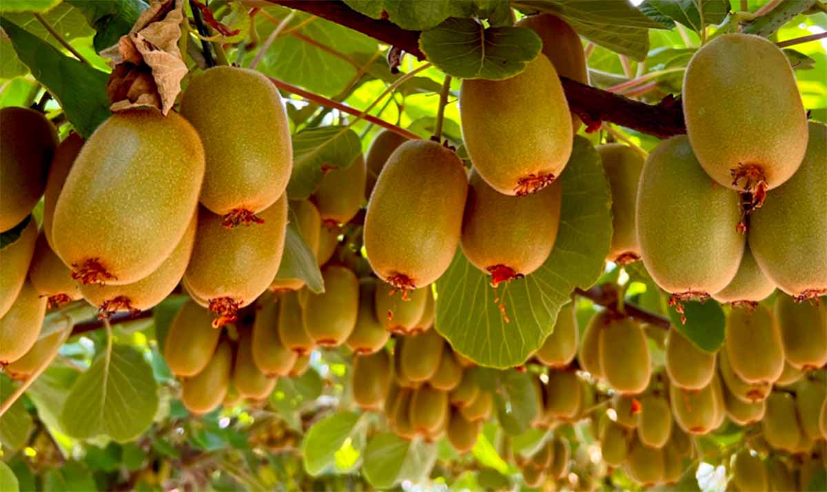 Kiwi Verdi 500 Grammi