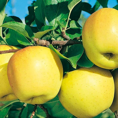 Mele Golden Locali 1 Kg