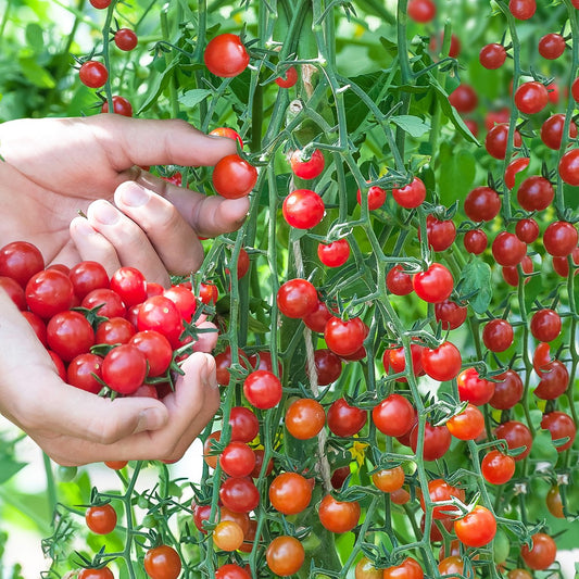 Pomodori Ciliegino 500 Grammi
