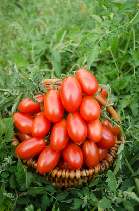 Pomodori Piccadilly 500 Grammi