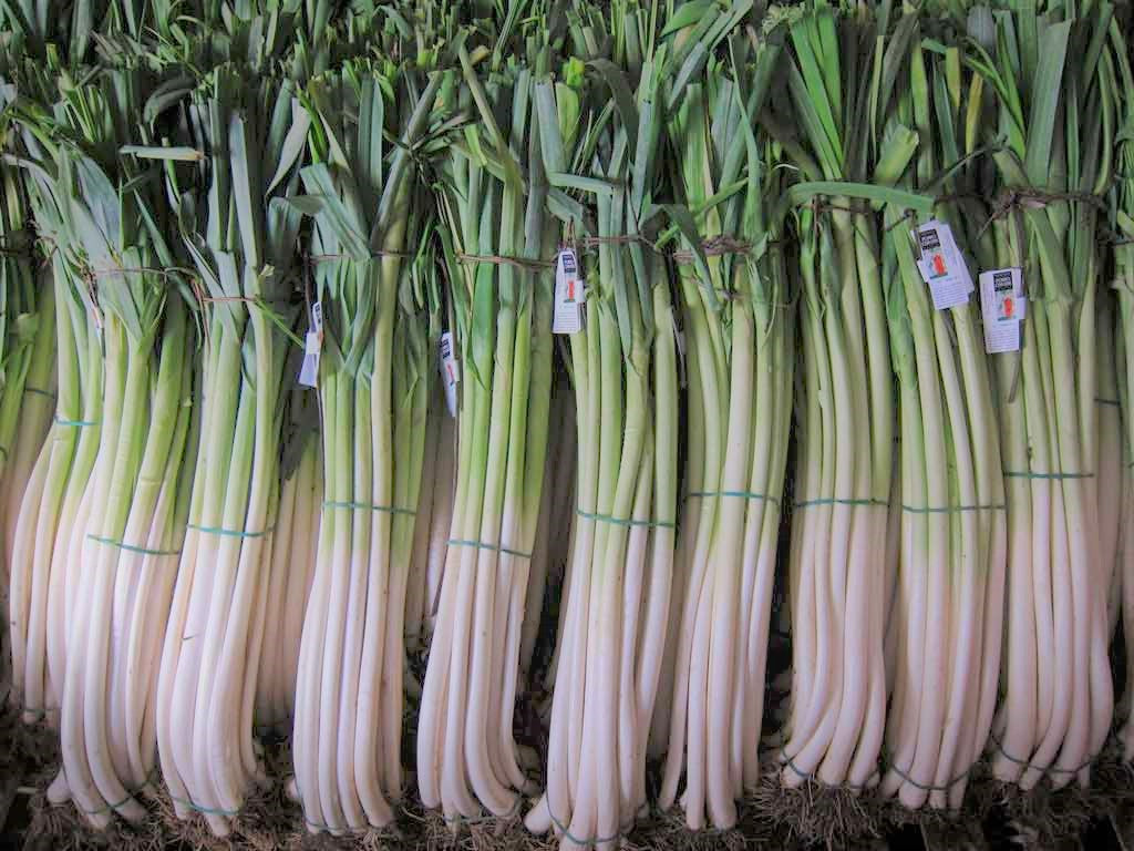 Porri di Cervere 1 Kg