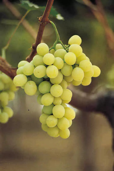 Uva Bianca Senza Semi 500 Grammi